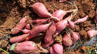 河北龙薯9号种苗批发与价格解析