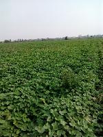 红薯苗批发与代理 薯类销售市场的前景与策略